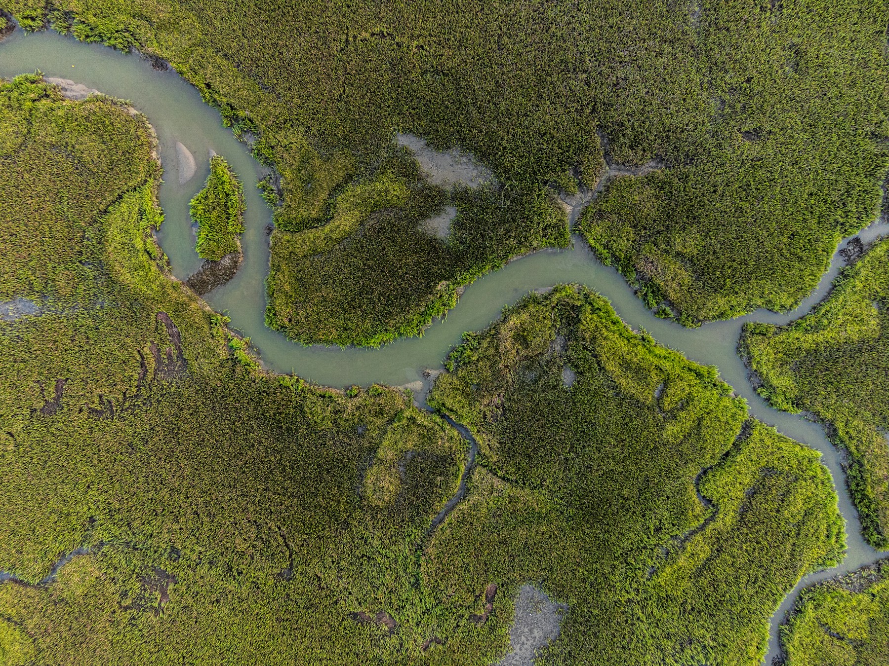 An aerial view of a river branching through green wetlands as it spreads toward the sea.