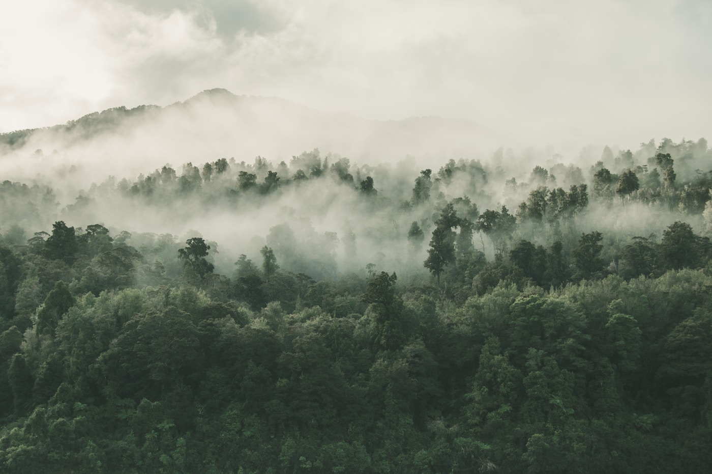 A forest of evergreens rising through low cloud over rolling hills.