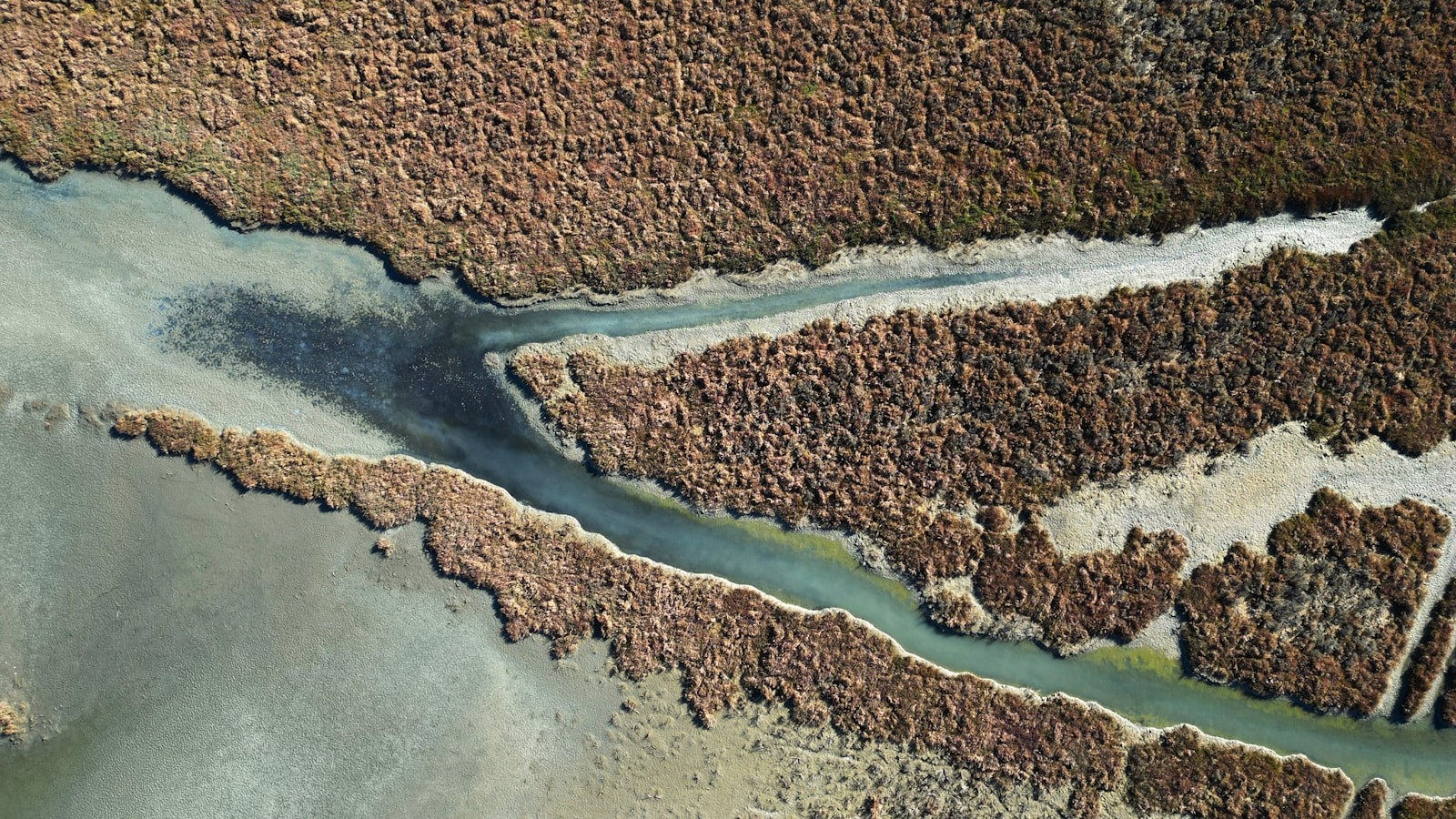 An aerial view of tidal channels branching through coastal wetlands.