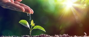 Watering Young Plant - Vintage Effect
